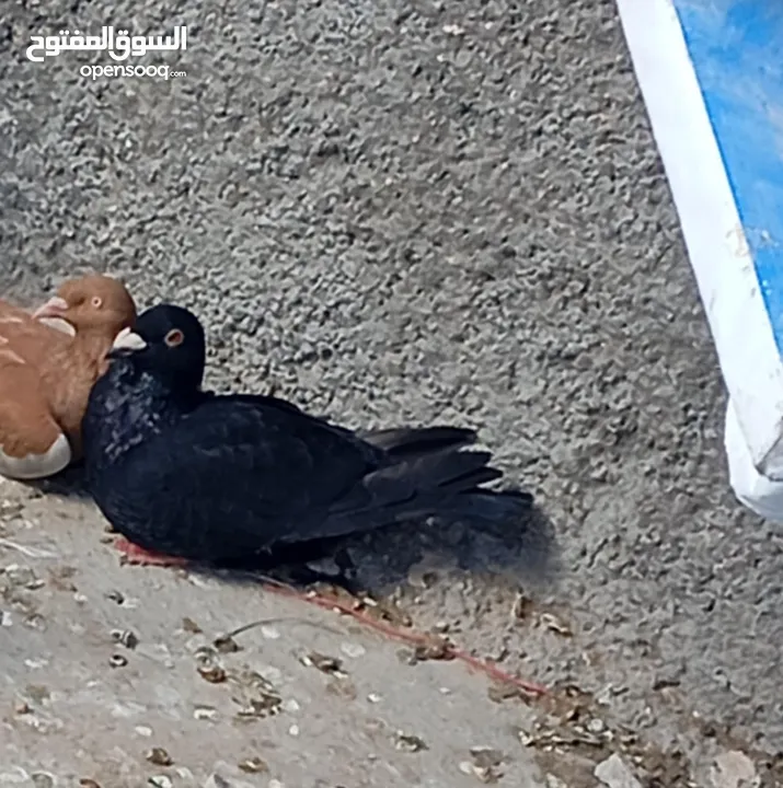 حمام صلاة على نبي شغال