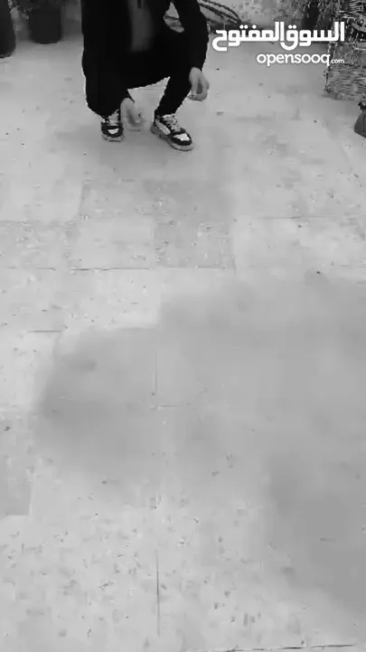 لولو فوكس انثى عمرها 6 اشهر