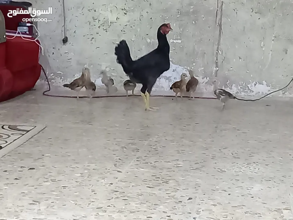 دجاجة وراها سبعة افراخ