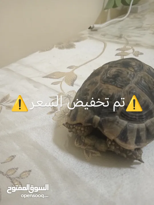 سلحفاة للبيع