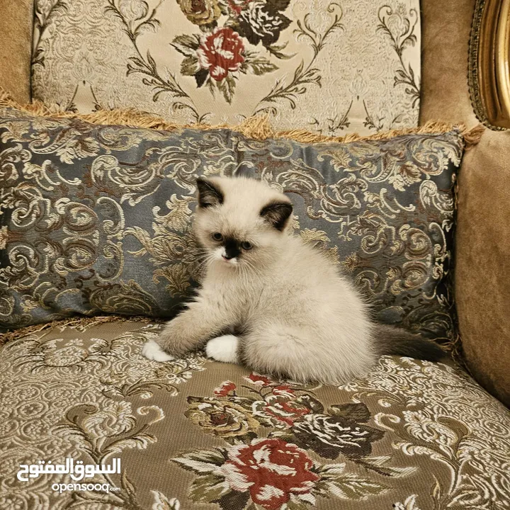 قطط راغدول مكس سكوتش