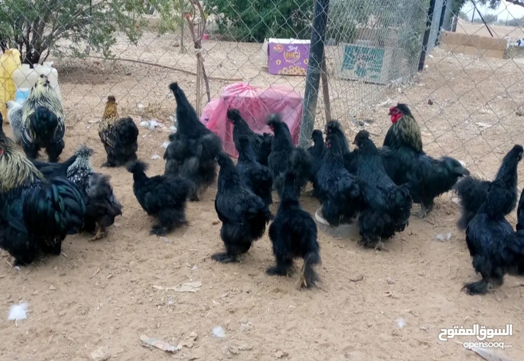وز سوبر جامبو وجاج كوشن ومصوف
