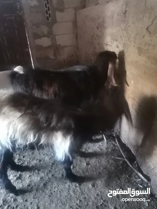 جديان للبيع