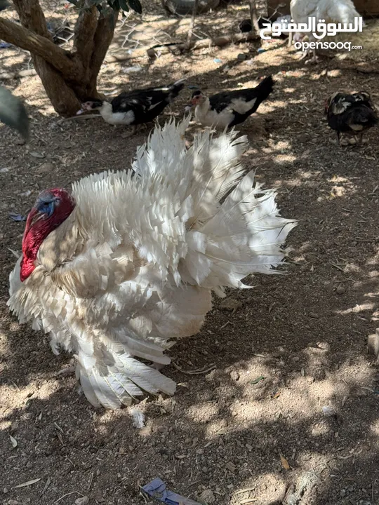 مجموعه طيور للبيع