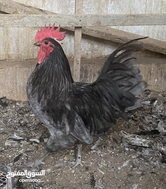 بيض مخصب وصيصان دجاج سلالات