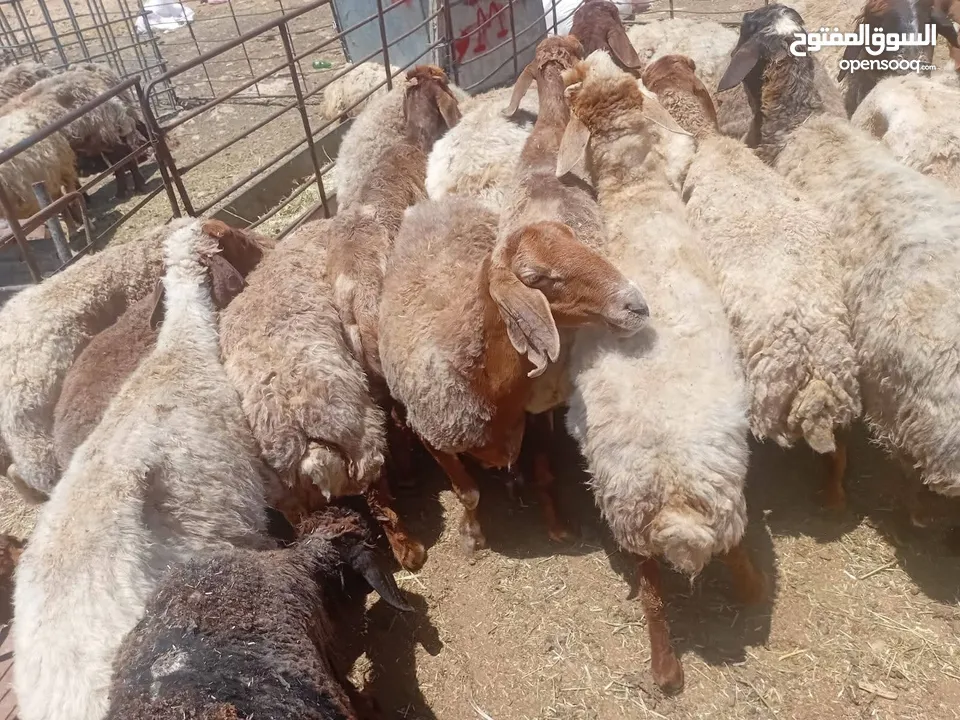 اضاحي العيد كل عام وانتم بخير