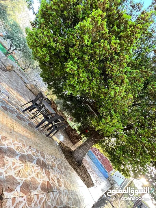 مزرعة العنود للايجار اليومي