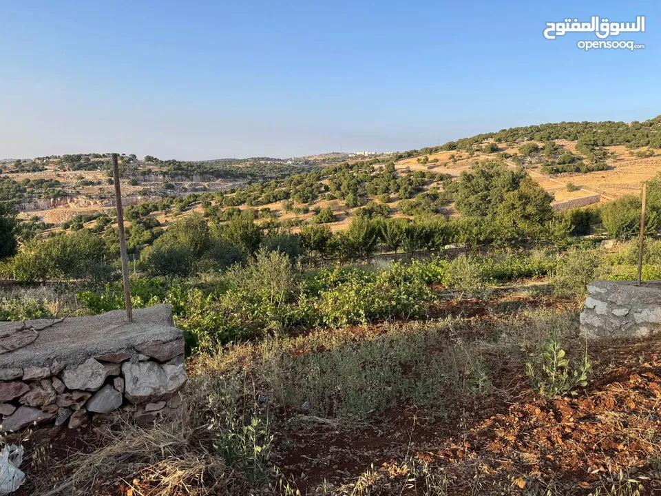 مزرعة في عجلون رأس منيف للبيع
