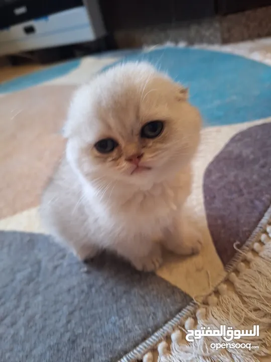 kittens for sale 60 days old    Scottish.