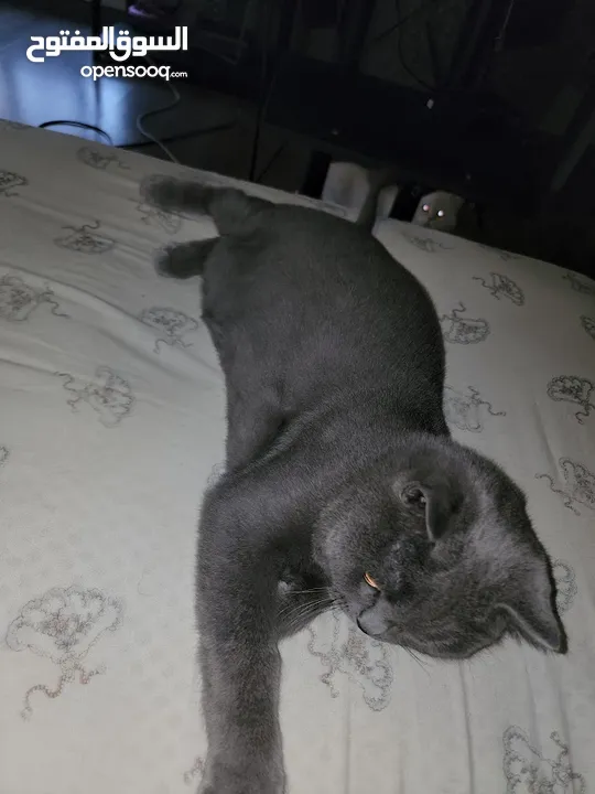 Cats for Adoption