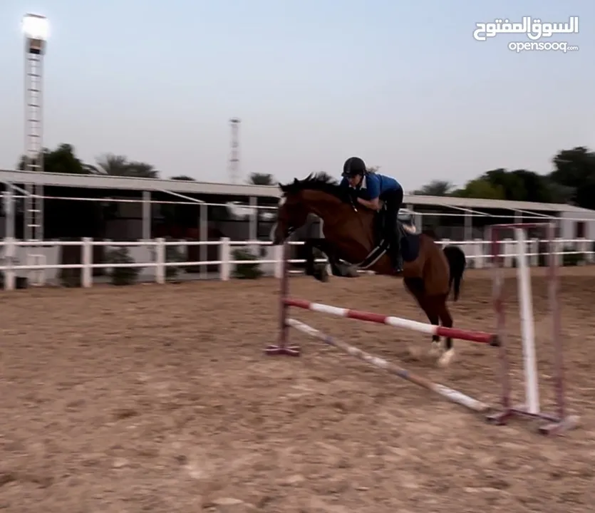 Jumping mare kids/beginner friendly