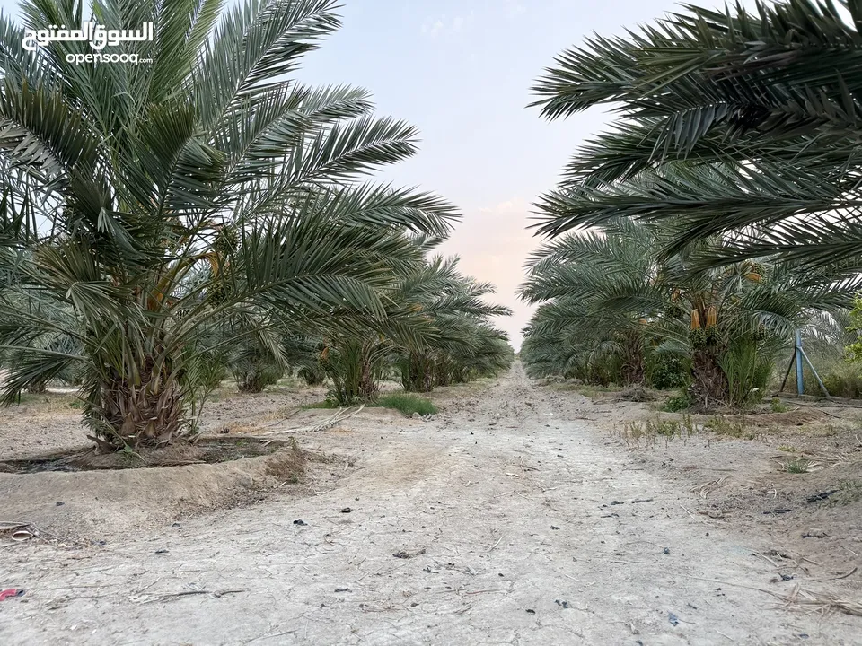 مزرعة نخيل مجهول مثمر ومنتج  + شاليه مودرن للبيع بأجمل مناطق الغور بالقرب من سد الكرامة 60 ك من عمان