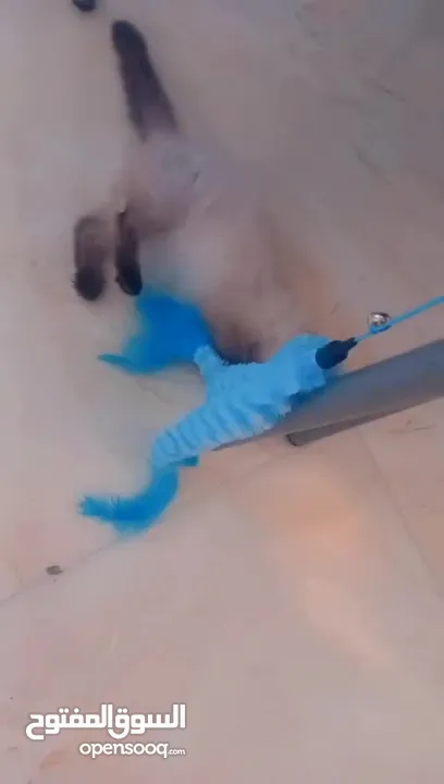 للبيع هملايا لعوبه