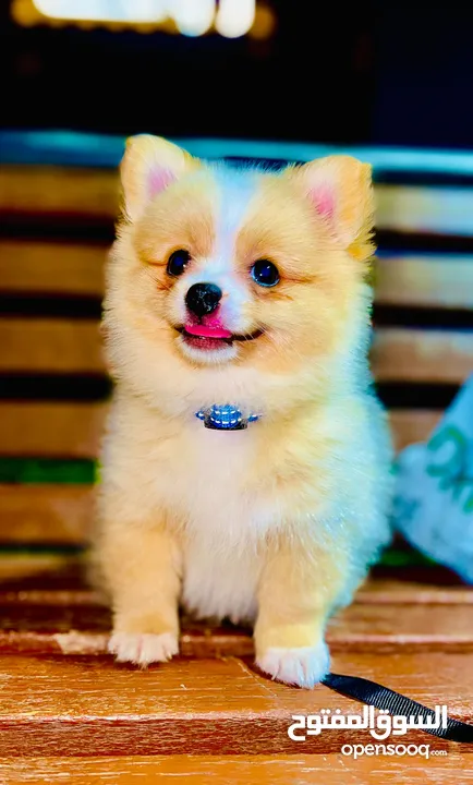 Pomeranian puppy