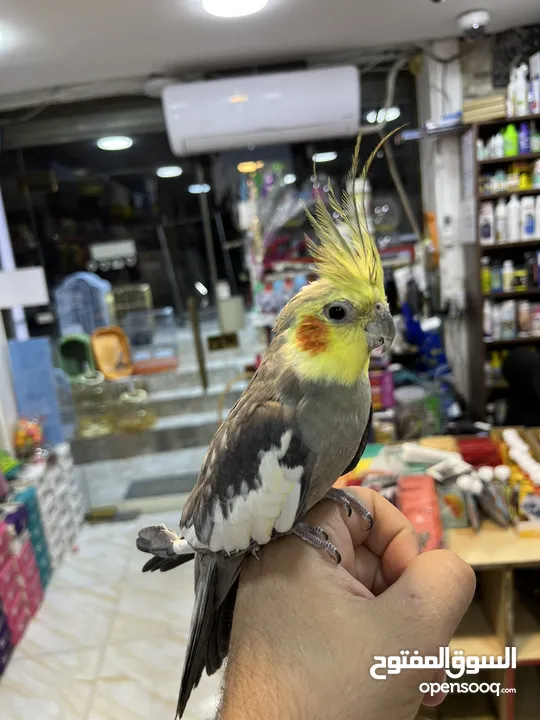 كوكتيل اليف فحل عليه عرض