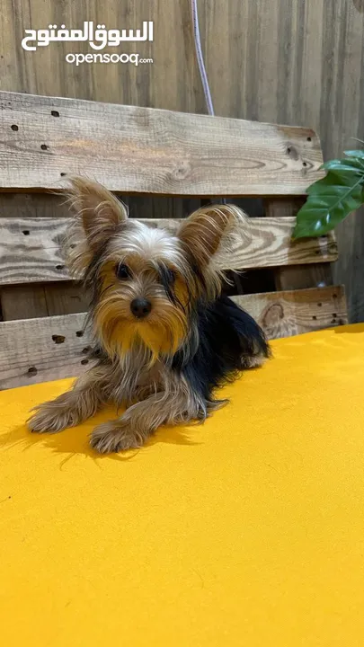 Yorkshire Terrier, Small size,