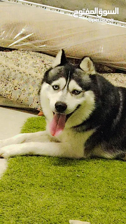 كلب هاسكي (اليكس)