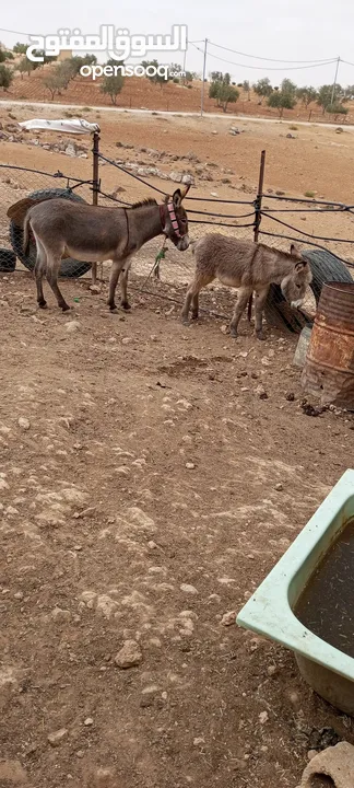 حمارات للبيع
