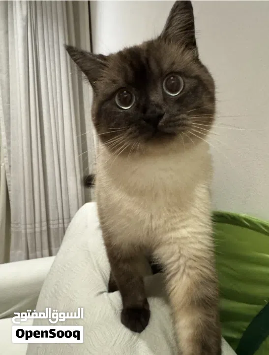 Himalayan cute cat