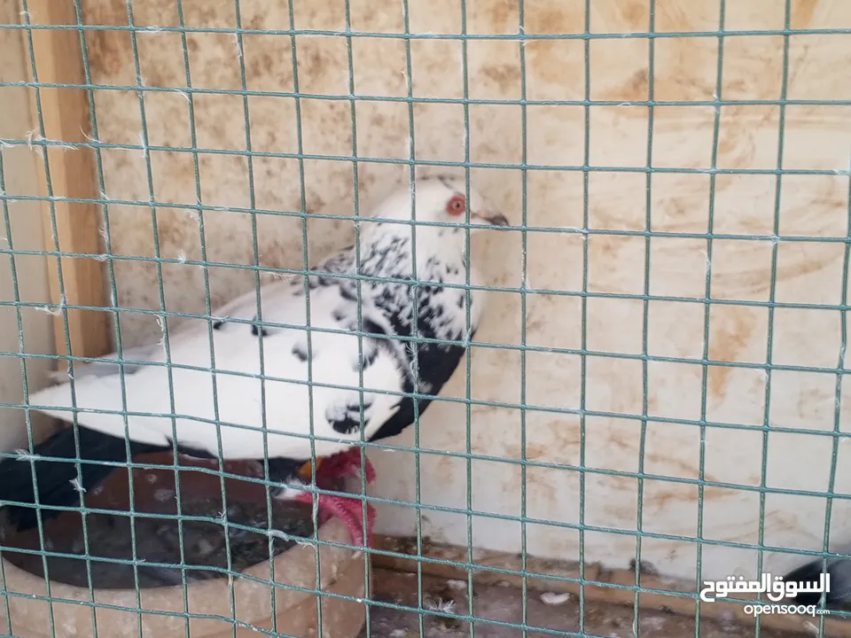 جوز كشامره مع فراخهن مع القن والمشربيه للبيع ب12دينار