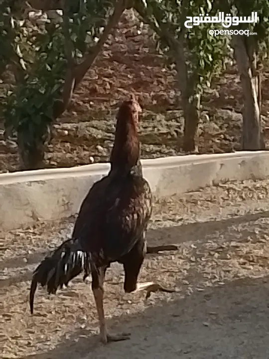 دجاج باكستاني