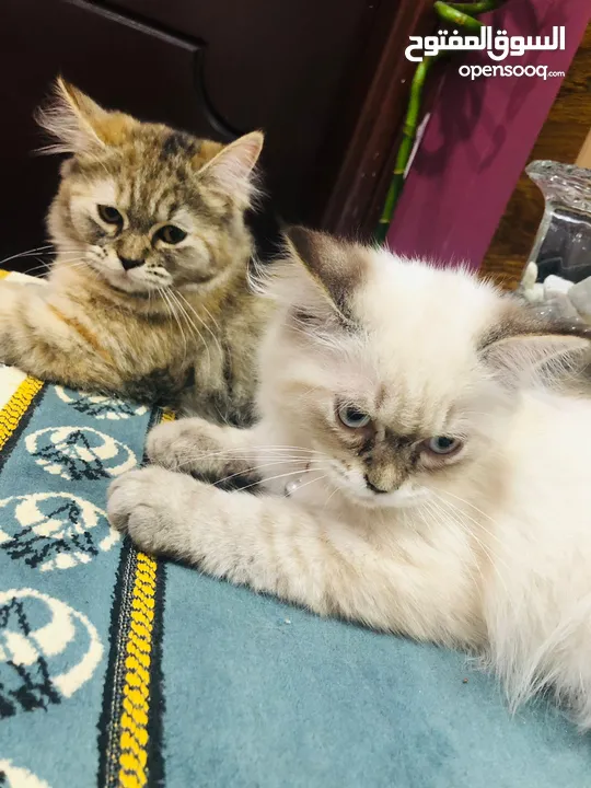 Cat for adoption (rag doll and persian)
