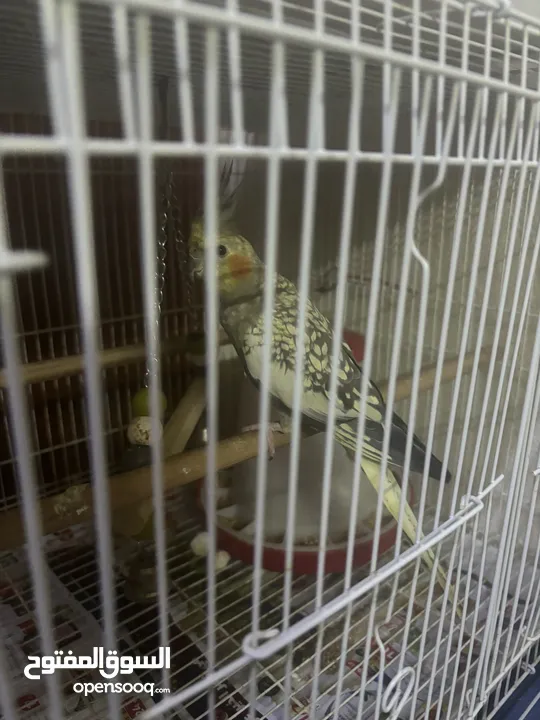 Cockatiel pair for SAR 350