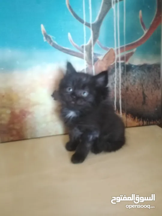 Britch/Scottch cat.. 2 months old