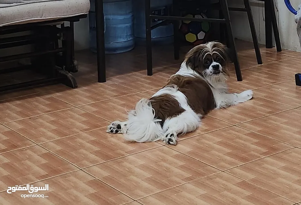 11 months Shih Tzu male (Fully Vaccinated) with kennel