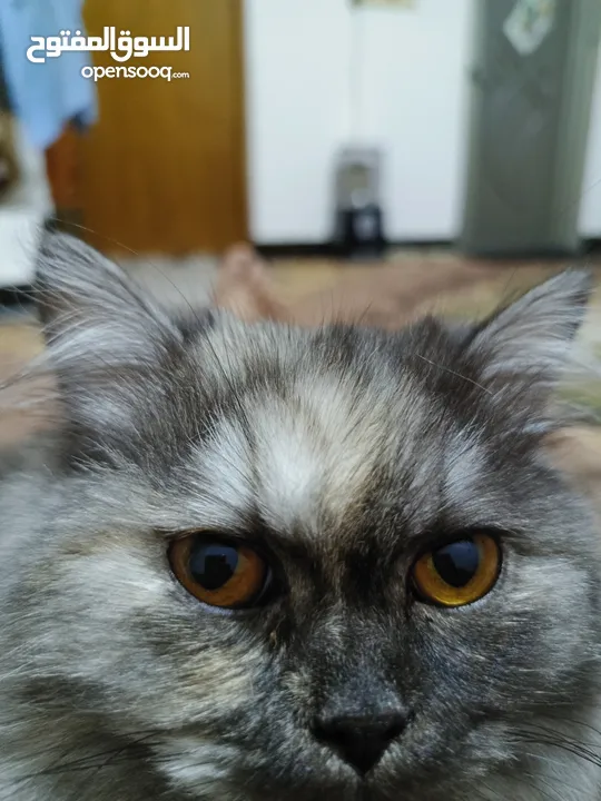 قطه هملايا اللون رمادي العمر احد عشر شهرا