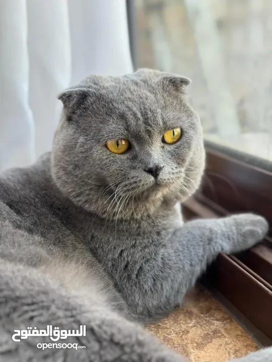 قطة سكوتر فولد