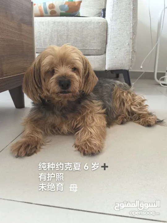 Dubai Yorkshire Terrier Free Adoption