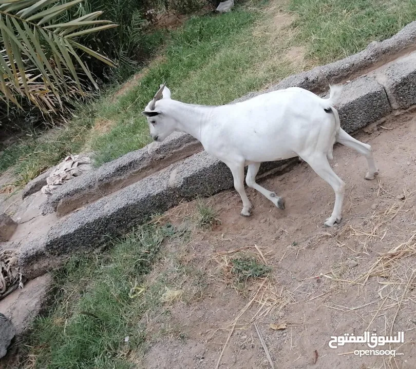 للبيع صومالي مطعوم طعام مزرعه