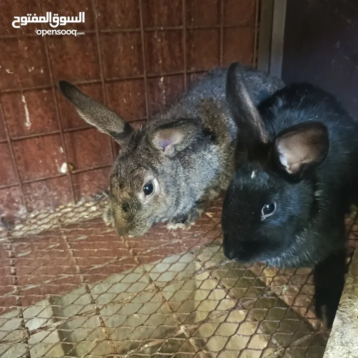 ارانب بلدي وفرنسي ذكريني وثلاث اناثي وفرخ