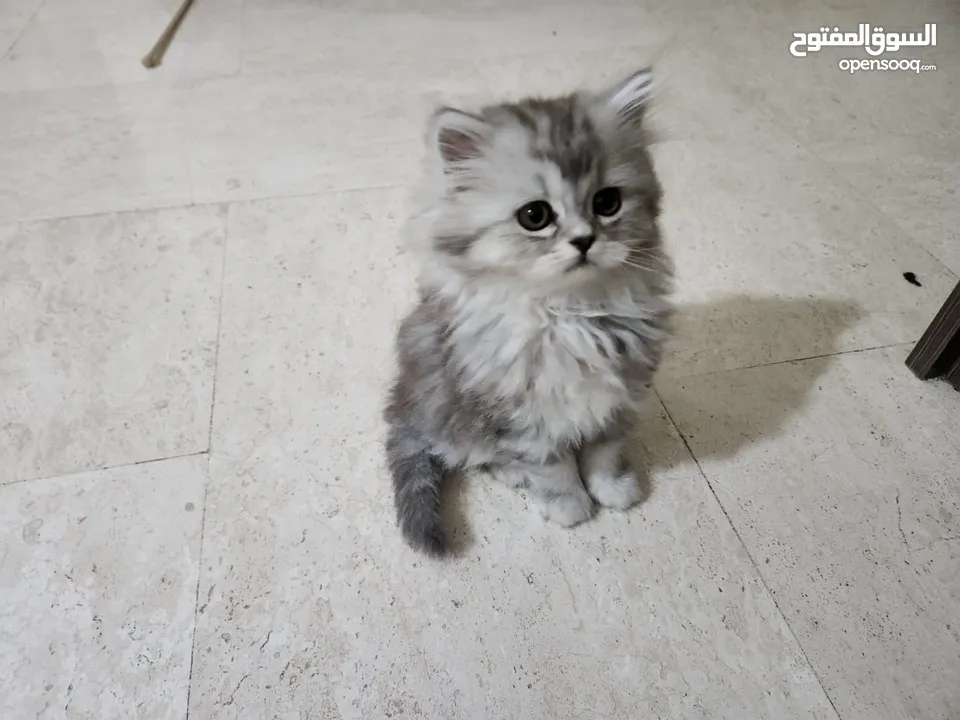 قطة للبيع انثى عمرها 3 اشهر لعوبة جداا
