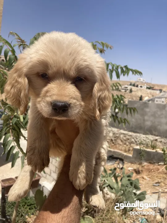 جولدن ريتريفر بريطاني آصلي  Golden retriever pure اعلى مستوى في الشرق الاوسط