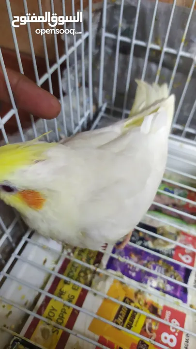 2 hand-feeding cockateil chicks tamed and friendly