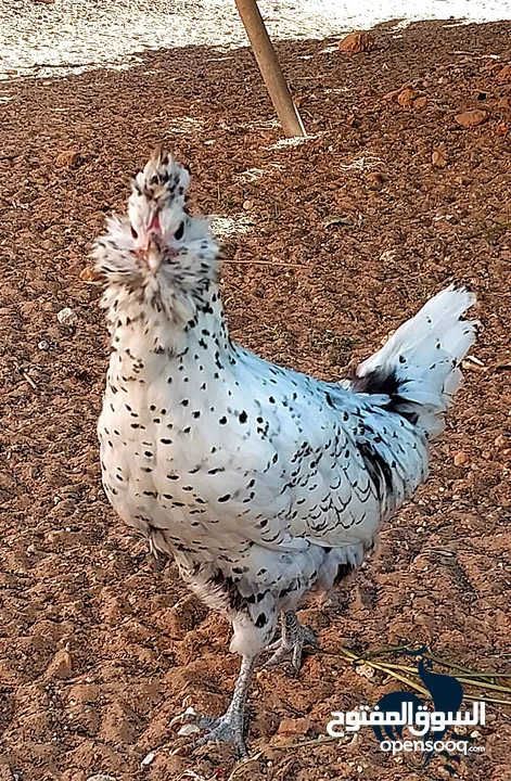 دجاجة هامبورغ