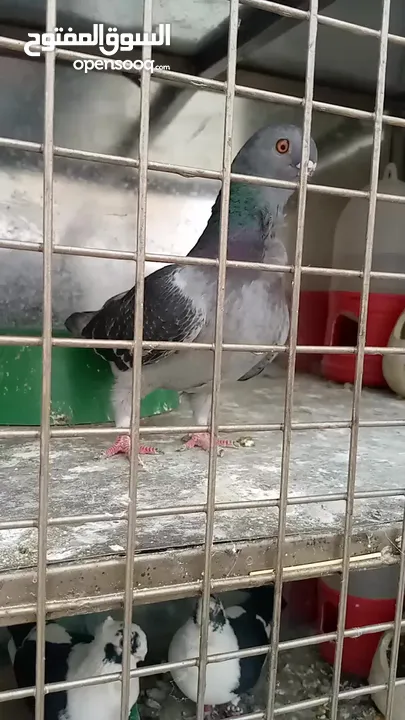 جوز بلنديات حلس مقليب شغلات صحه ونضافه