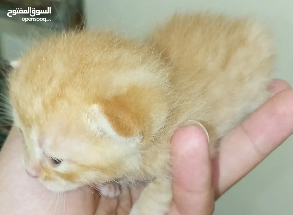 قطه كتنز كتن   و بطه عدد 3 بطات   و سلاحف بريه و قطة سيامي كبيره منتجه  تربيه منزليه لقطه كوم هامستر