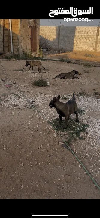 جراو بلجم مالينو مستوا عالي للبيع