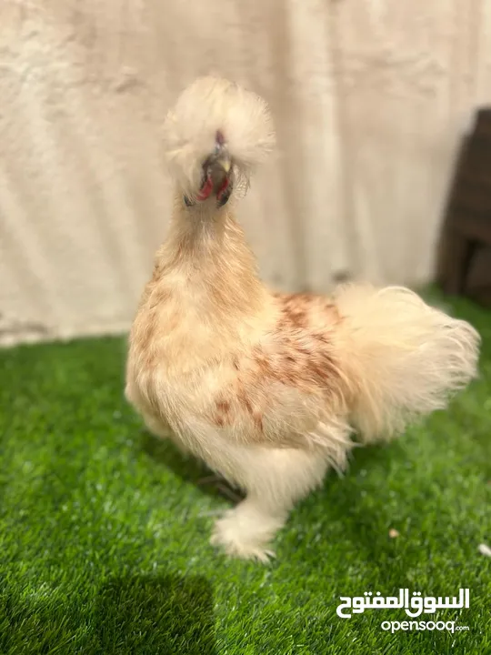 دجاج سلكي silkie chickens