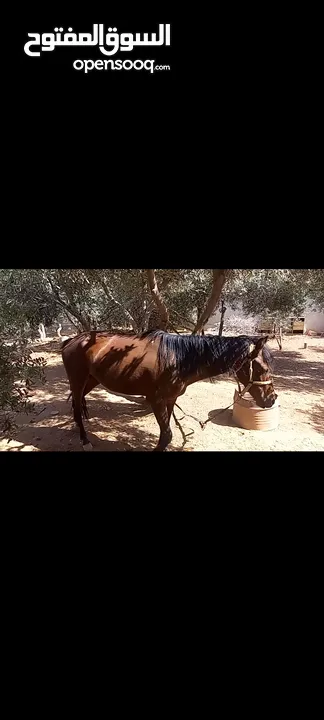 فرس مع مهر للبيع