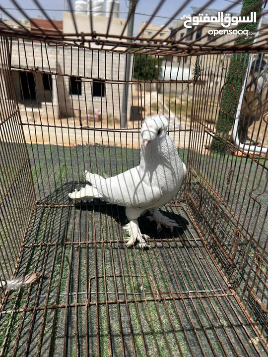 فحول كش وجوزين للبيع او البدل