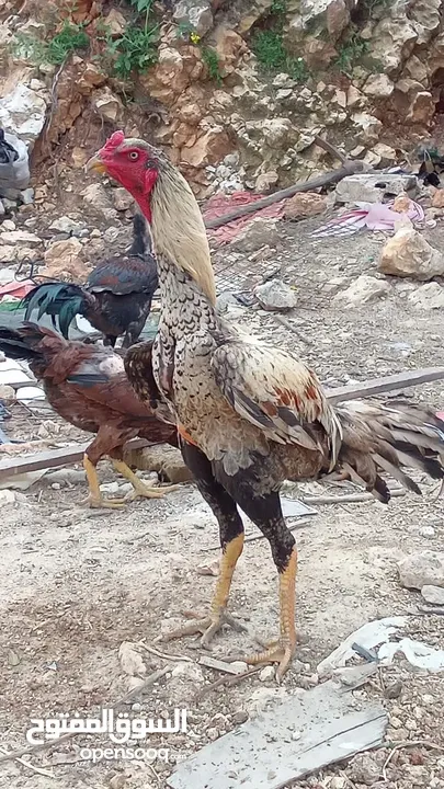 متاح بيض باكستاني خط اول..