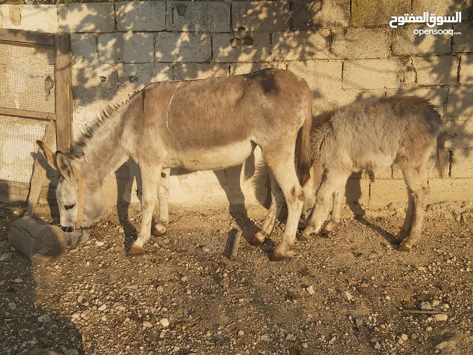 حماره مع ابنها عمرها 4 سنين كفالة حراث وعقاله مطلوب فيها 250 بتحرث على عود لحالها  مثل الفرس الموقع