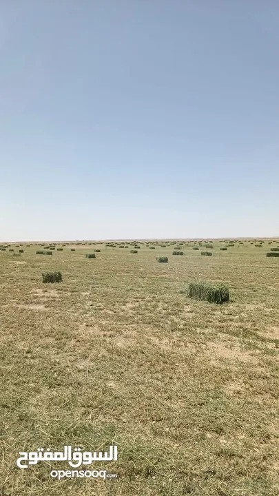 برسيم حجازي