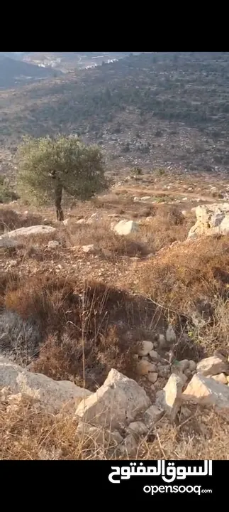 ارض للبيع في منطقه  المزرعه الغربيه  مساحه دونم  للبيناء
