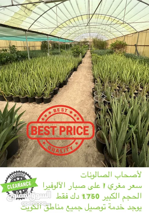 Aloe Vera (Large) for Salons *** Clearance Price *** صبار آلوفيرا  للصالونات *** بسعر مغري***