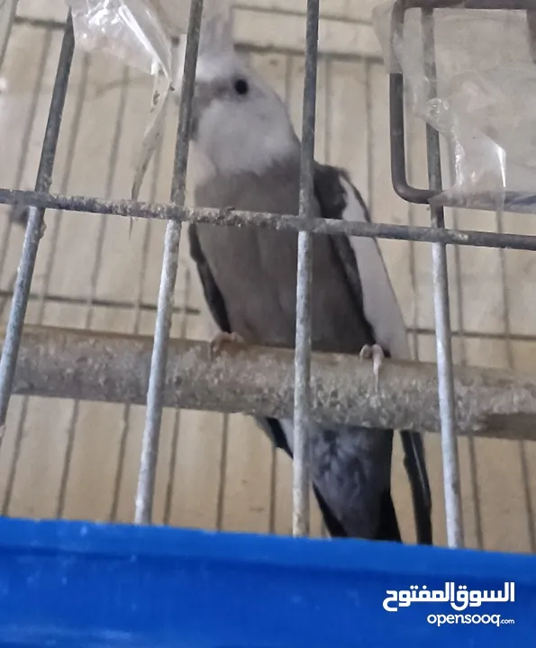 متاح في السلط
